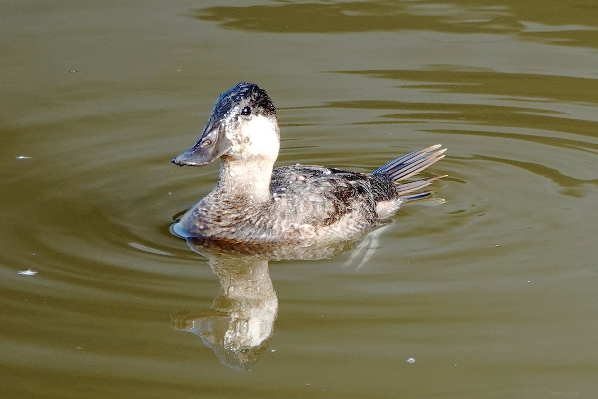 kachnice kaštanová - ML649487772