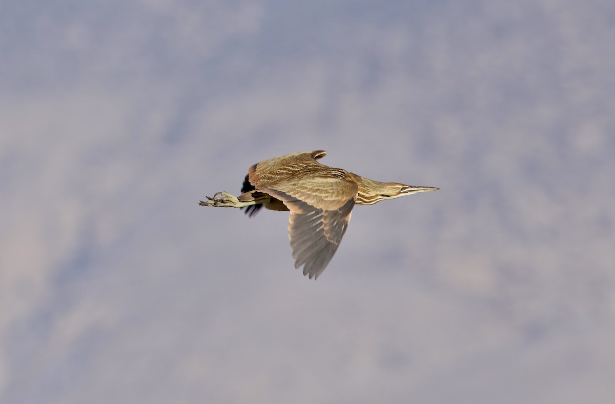 American Bittern - ML649488043