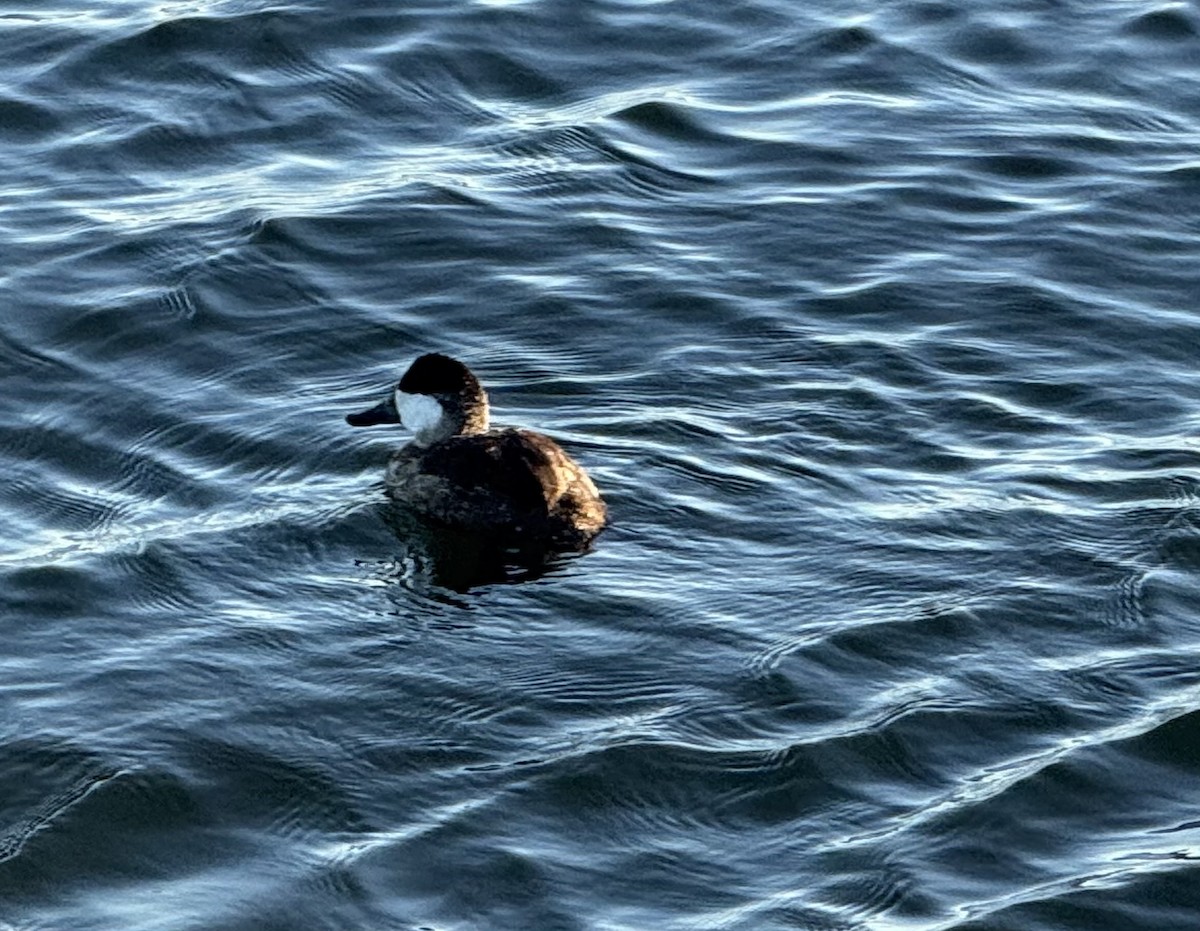 kachnice kaštanová - ML649488470