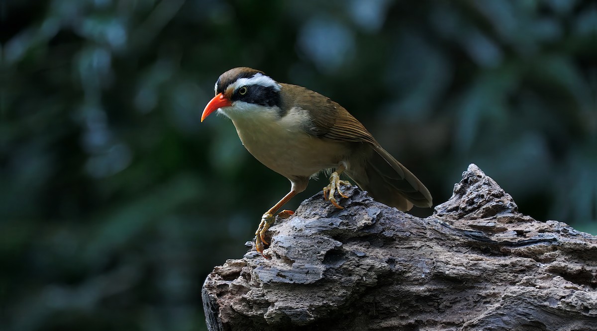 Силамбан буроголовий - ML649488622