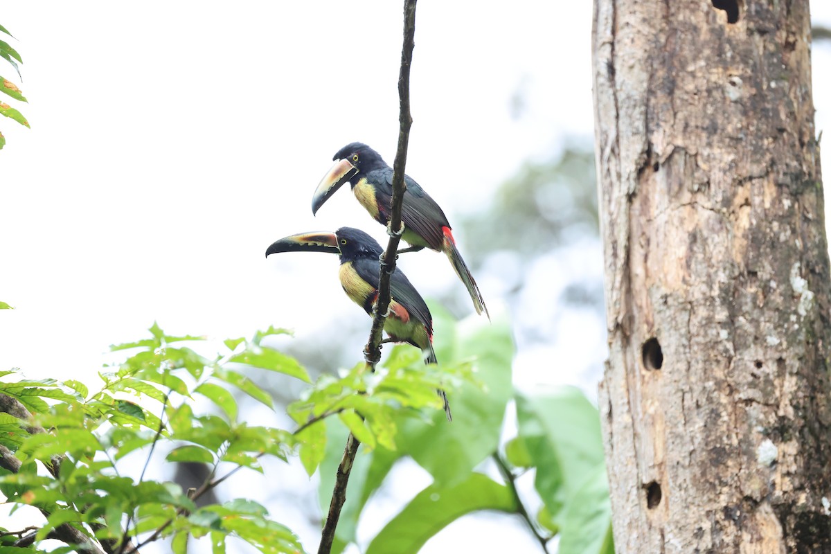 Kuşaklı Arasari - ML649489406