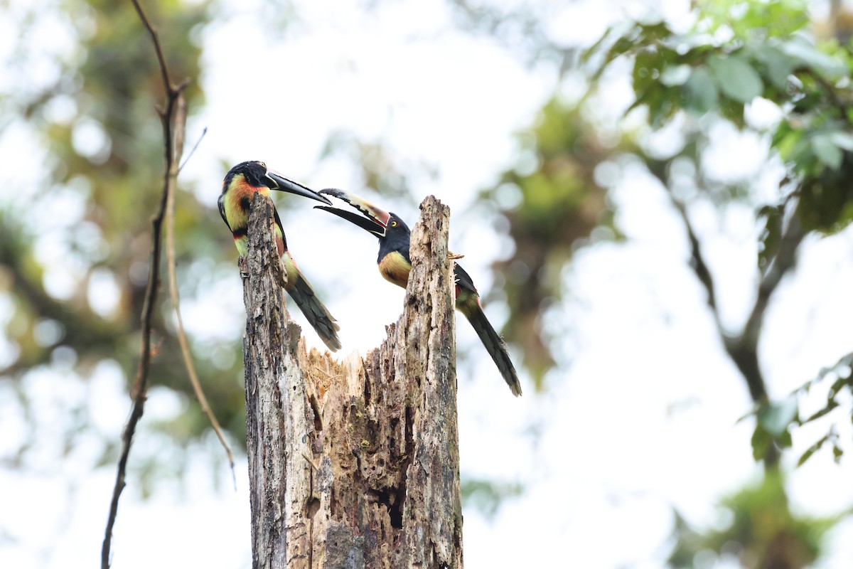 Kuşaklı Arasari - ML649489408