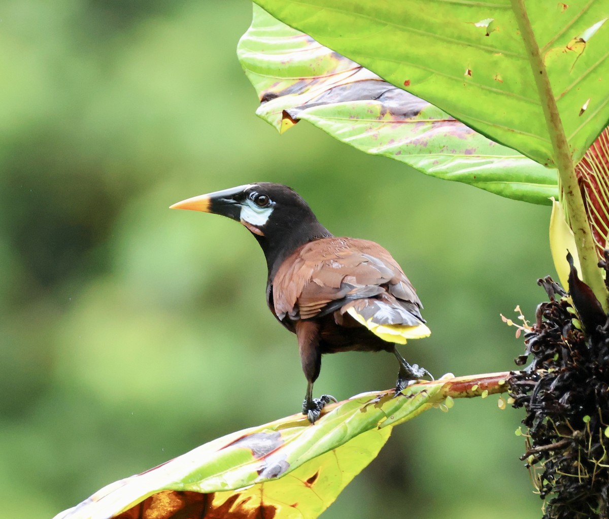 Montezuma Oropendulası - ML649489439