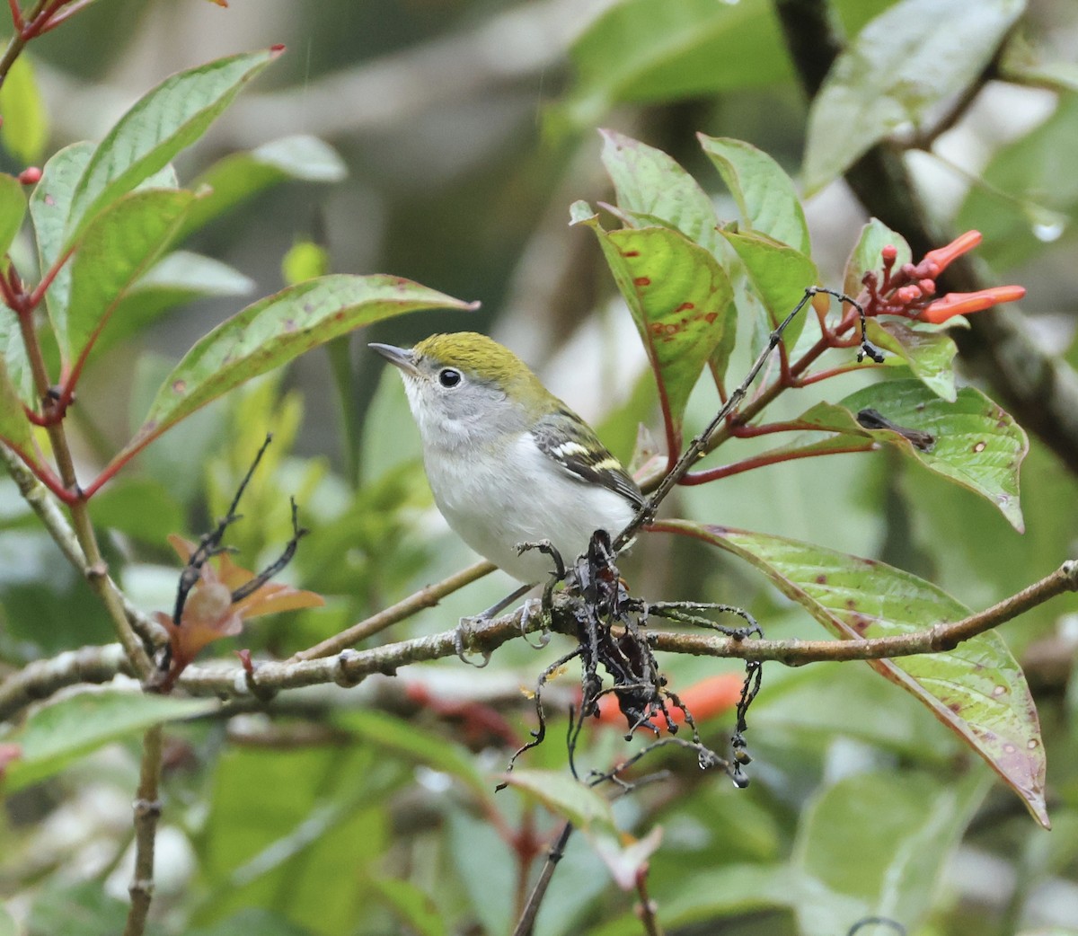 Kestane Omuzlu Ötleğen - ML649489471