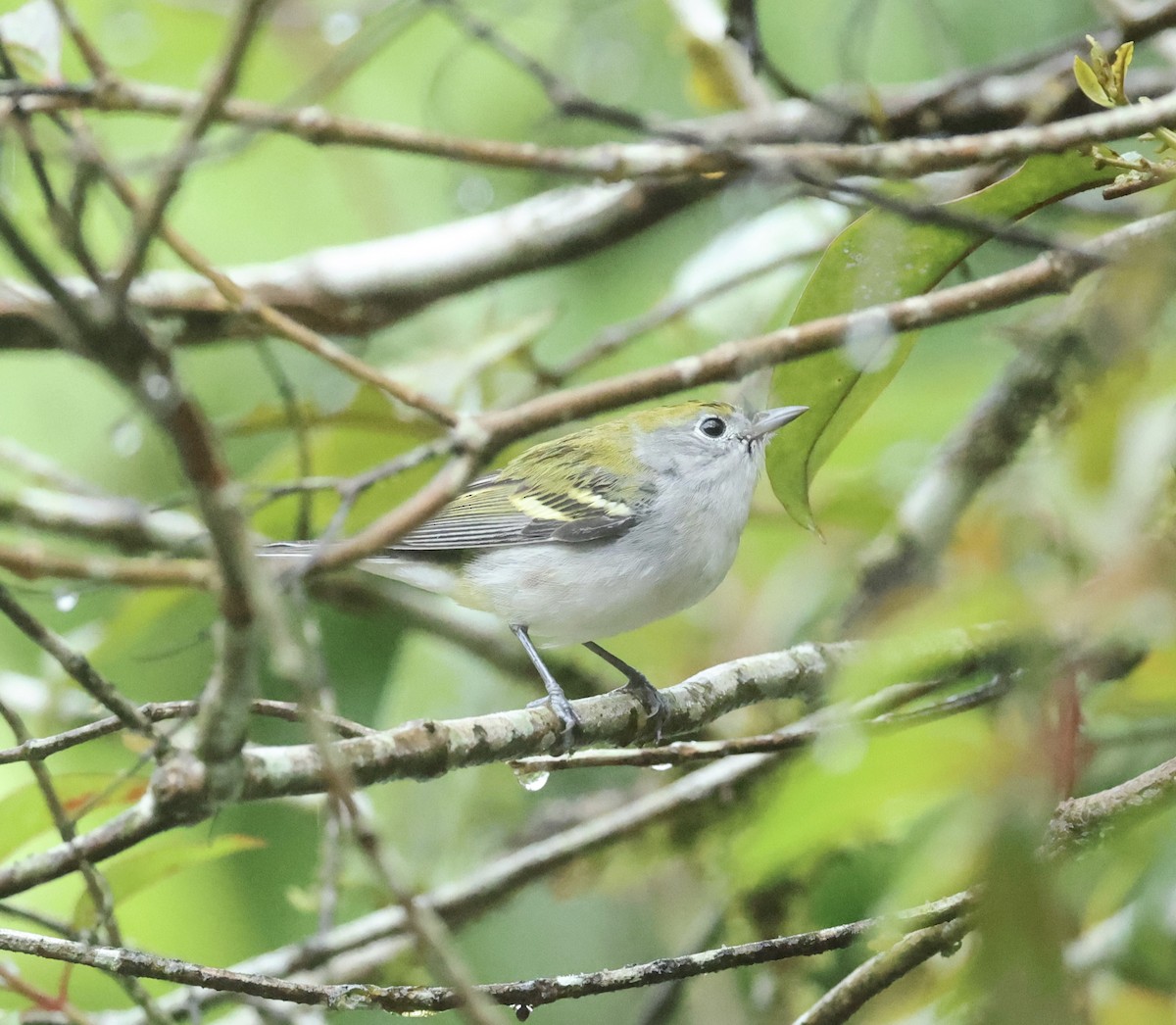 Kestane Omuzlu Ötleğen - ML649489472