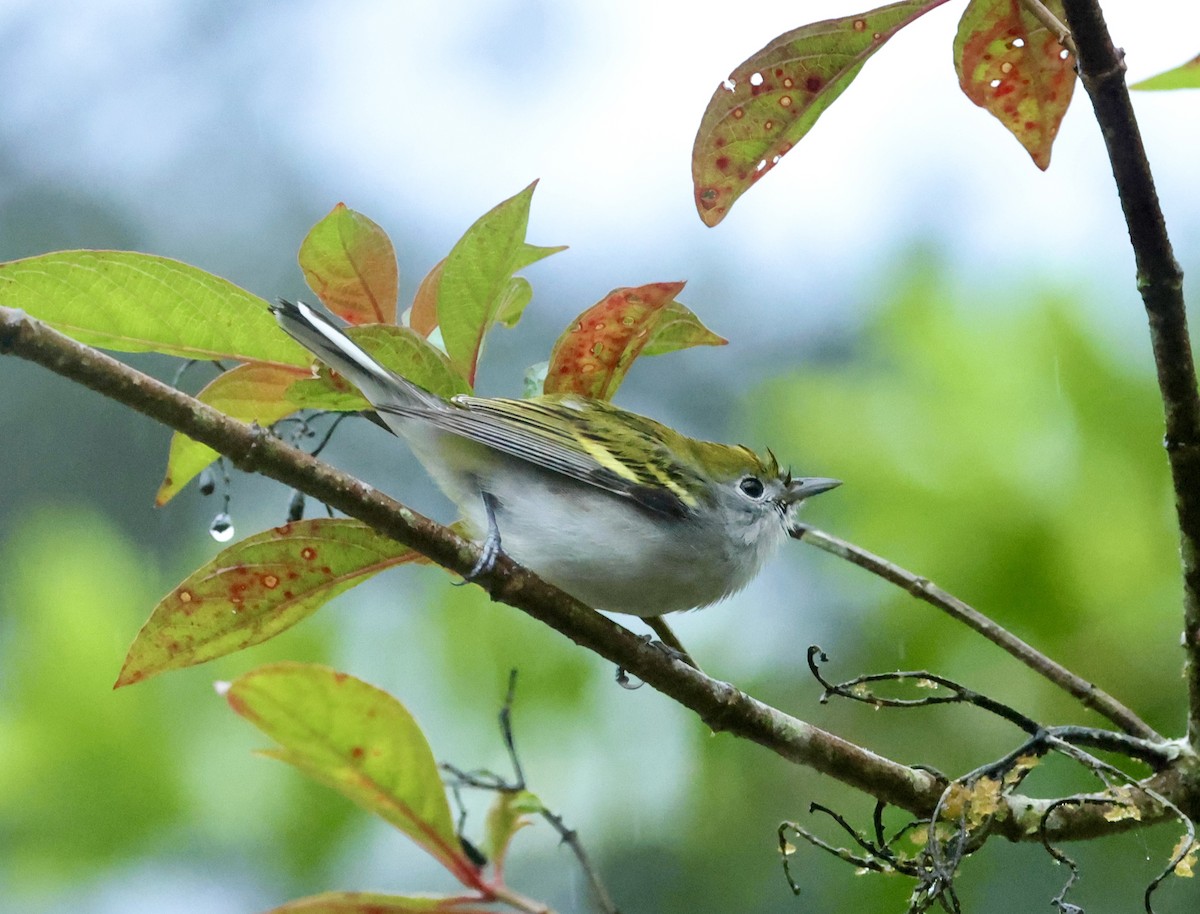 Kestane Omuzlu Ötleğen - ML649489473