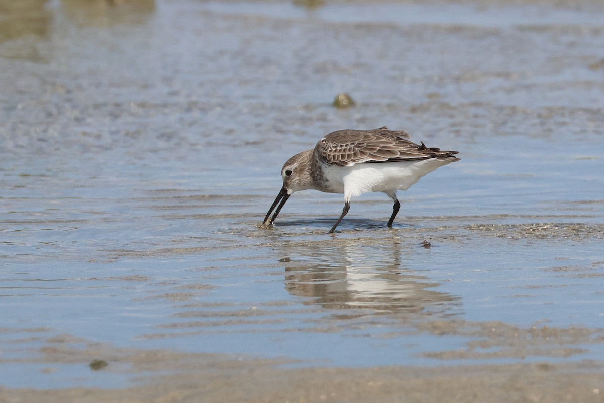 ハマシギ - ML649489484