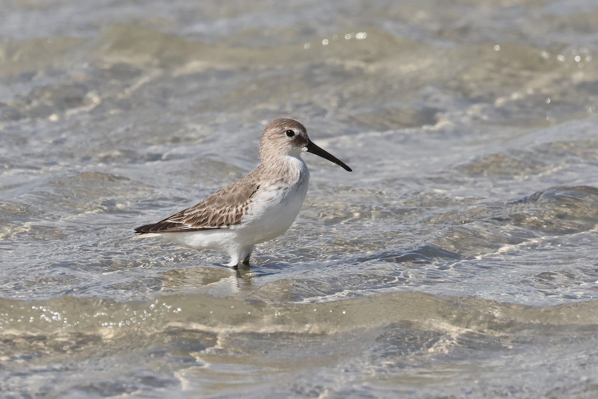 ハマシギ - ML649489501