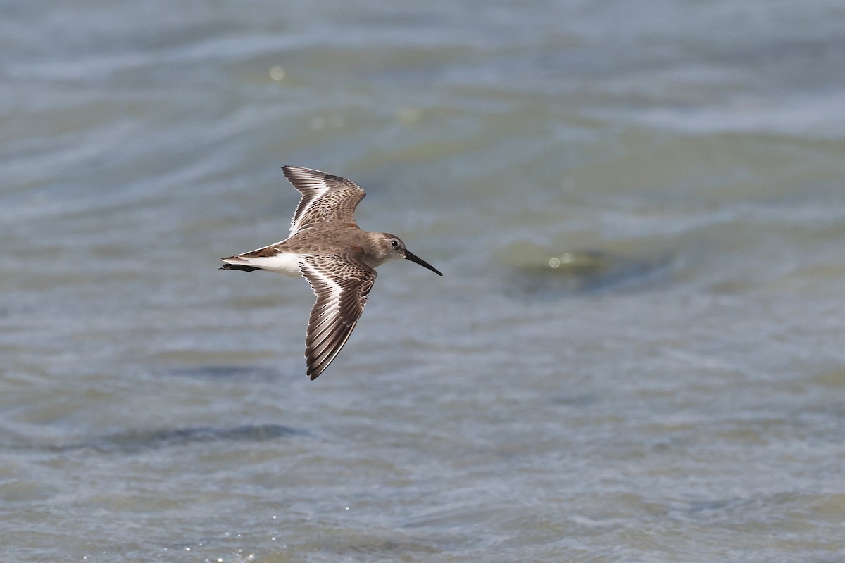 ハマシギ - ML649489511