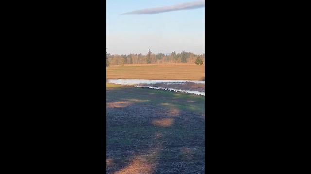 アメリカハイイロチュウヒ - ML649489519