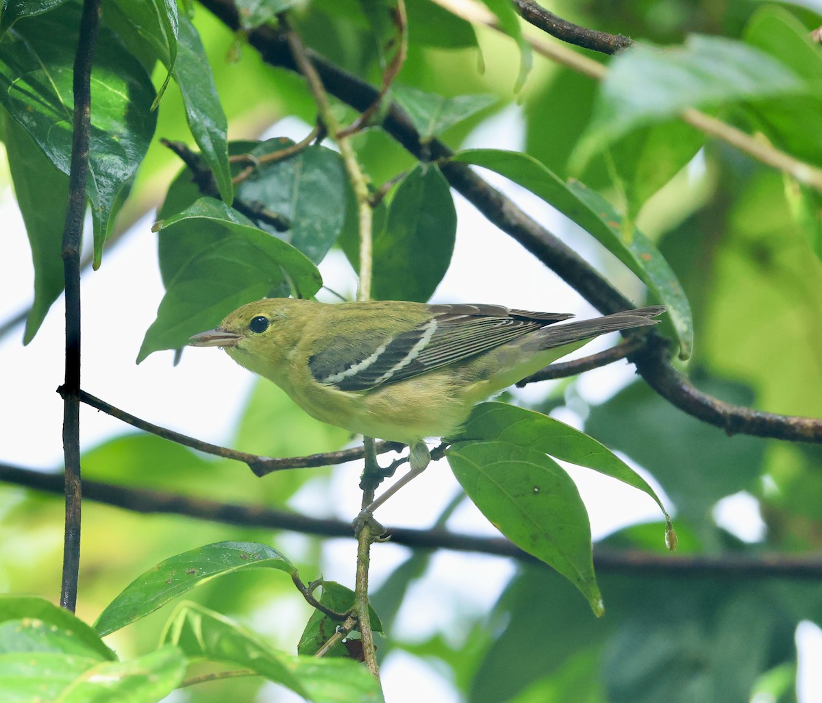 Kestane Gerdanlı Ötleğen - ML649489524