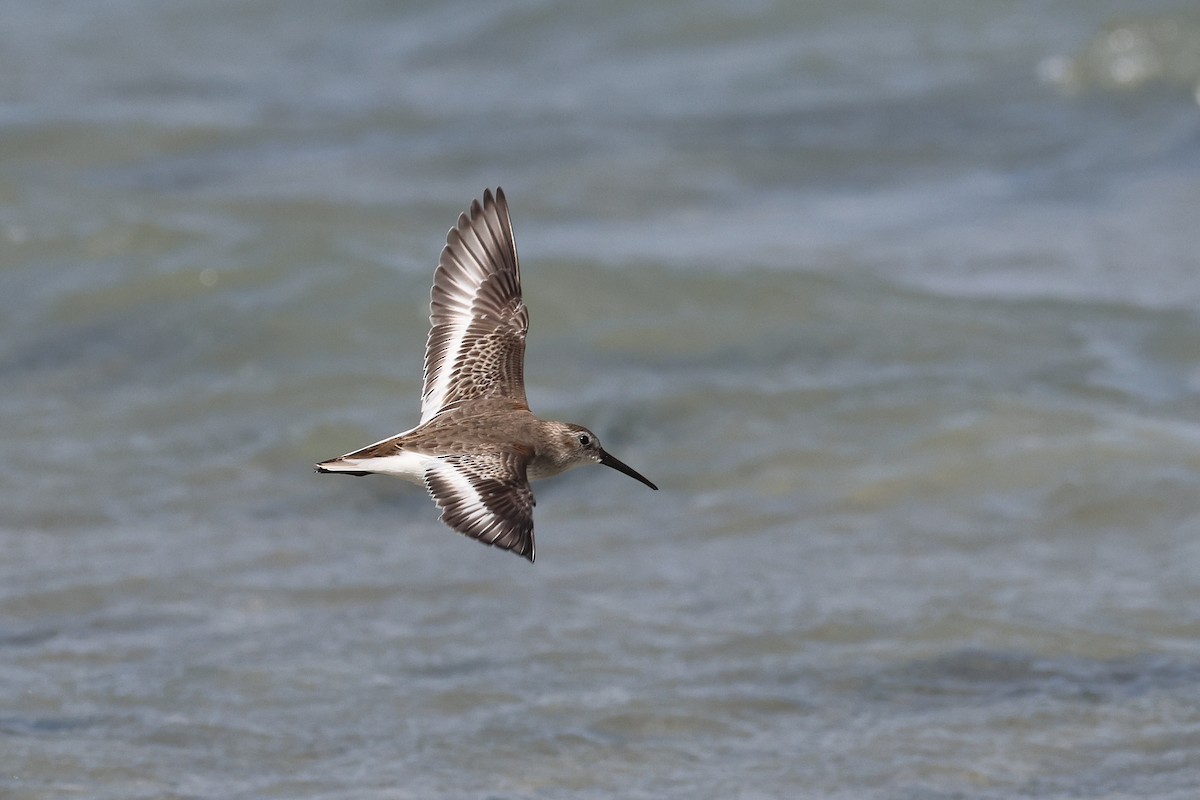 ハマシギ - ML649489530