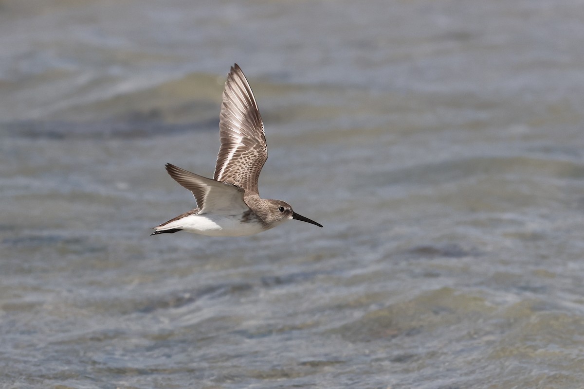 ハマシギ - ML649489531