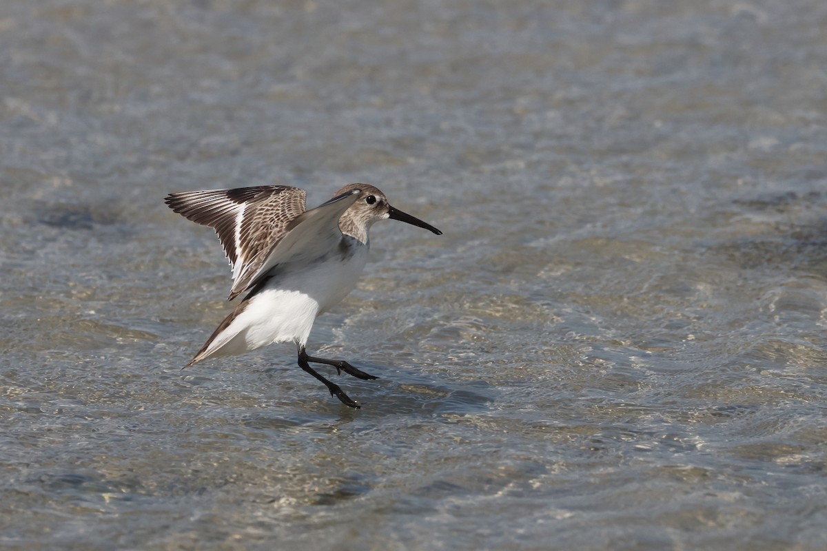 ハマシギ - ML649489532