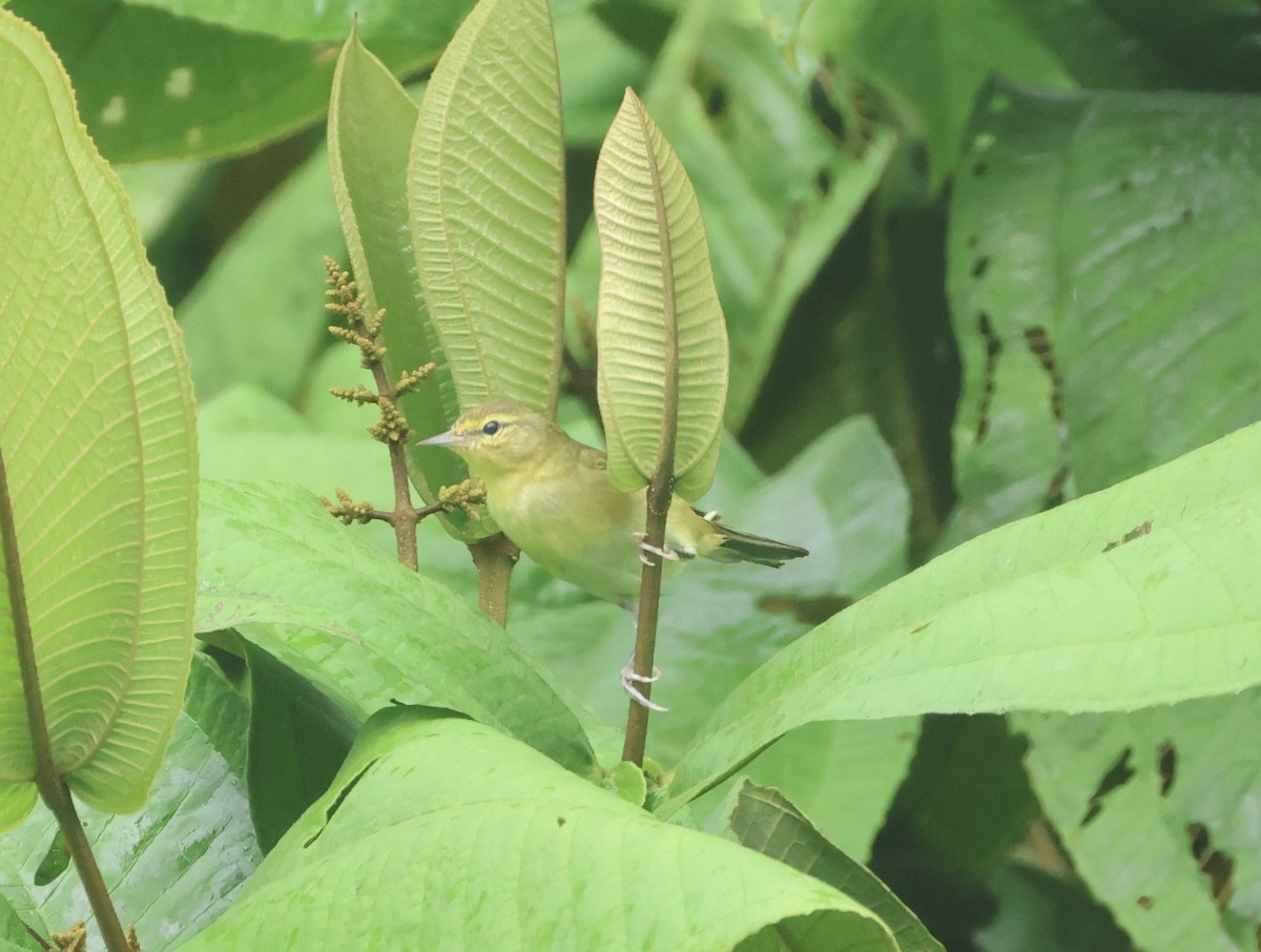 Tennesse Ötleğeni - ML649489545