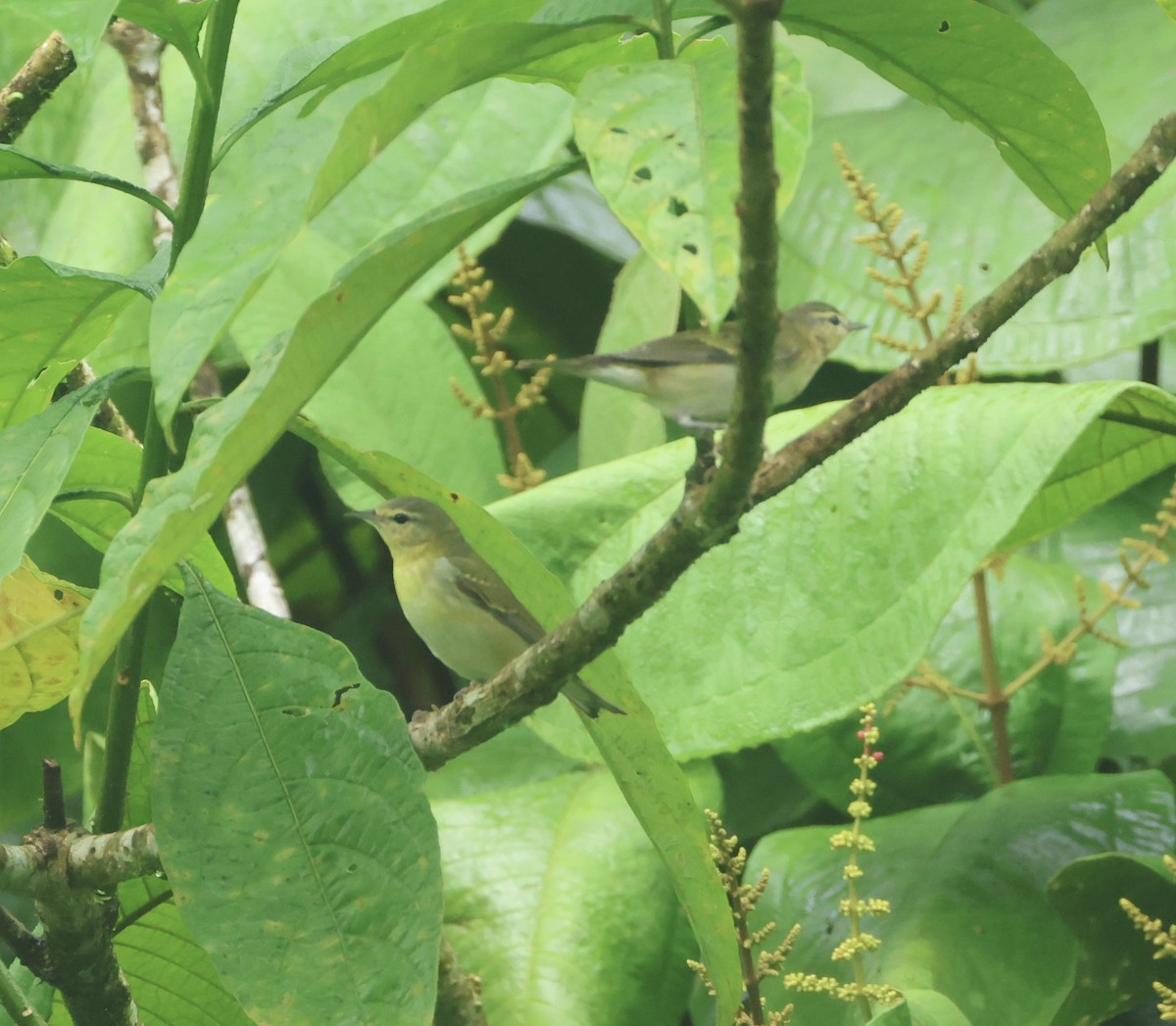 Tennesse Ötleğeni - ML649489546