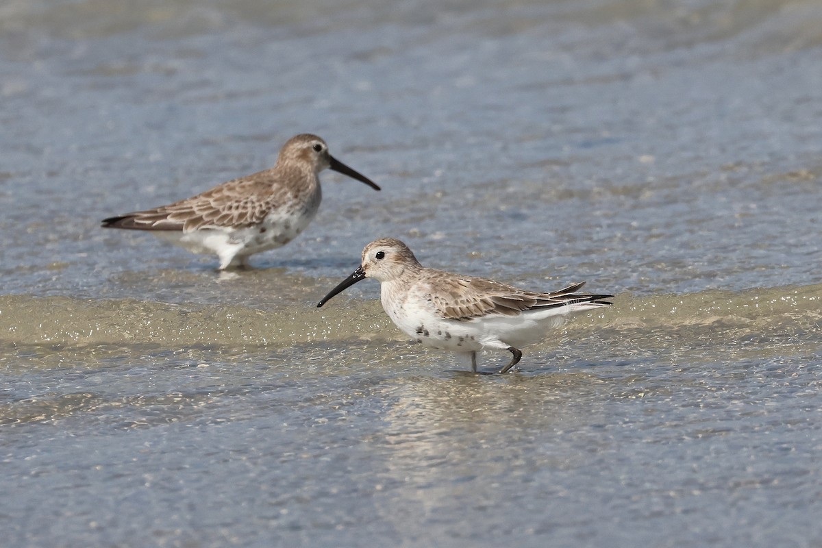 ハマシギ - ML649489550