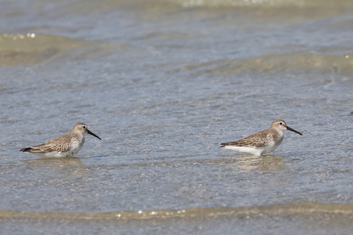 ハマシギ - ML649489551