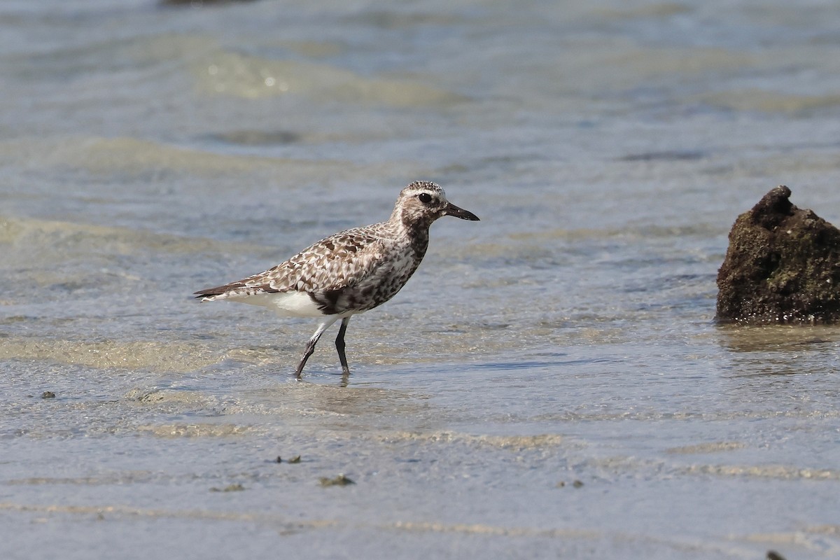 חופזי מנומר - ML649489558