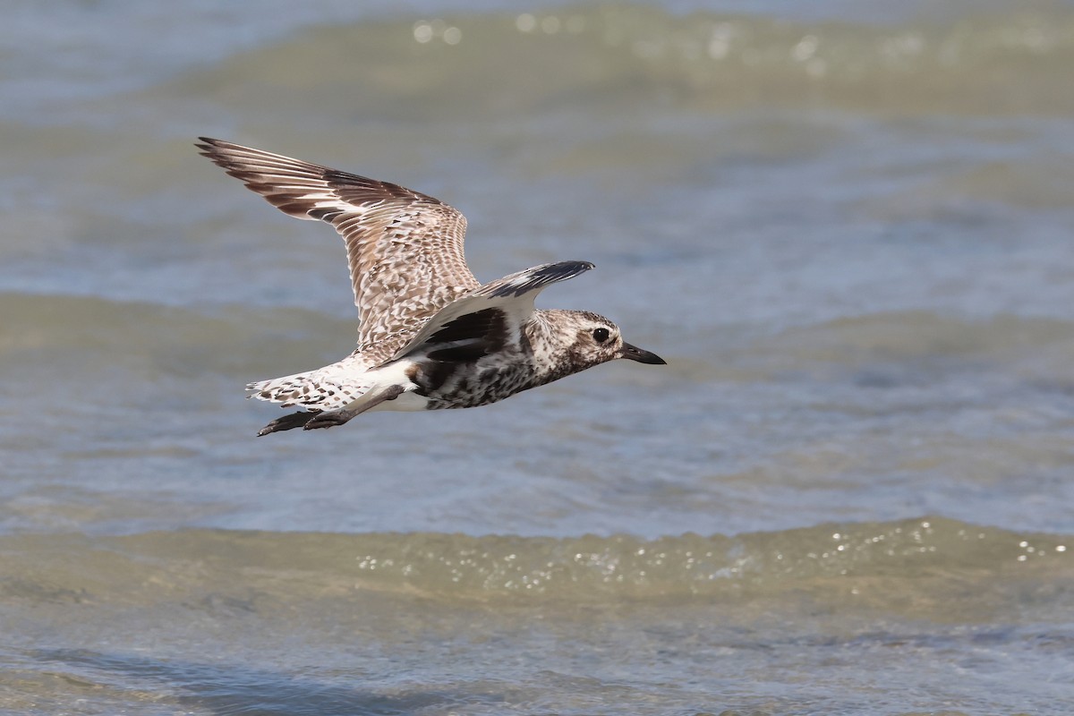 חופזי מנומר - ML649489561
