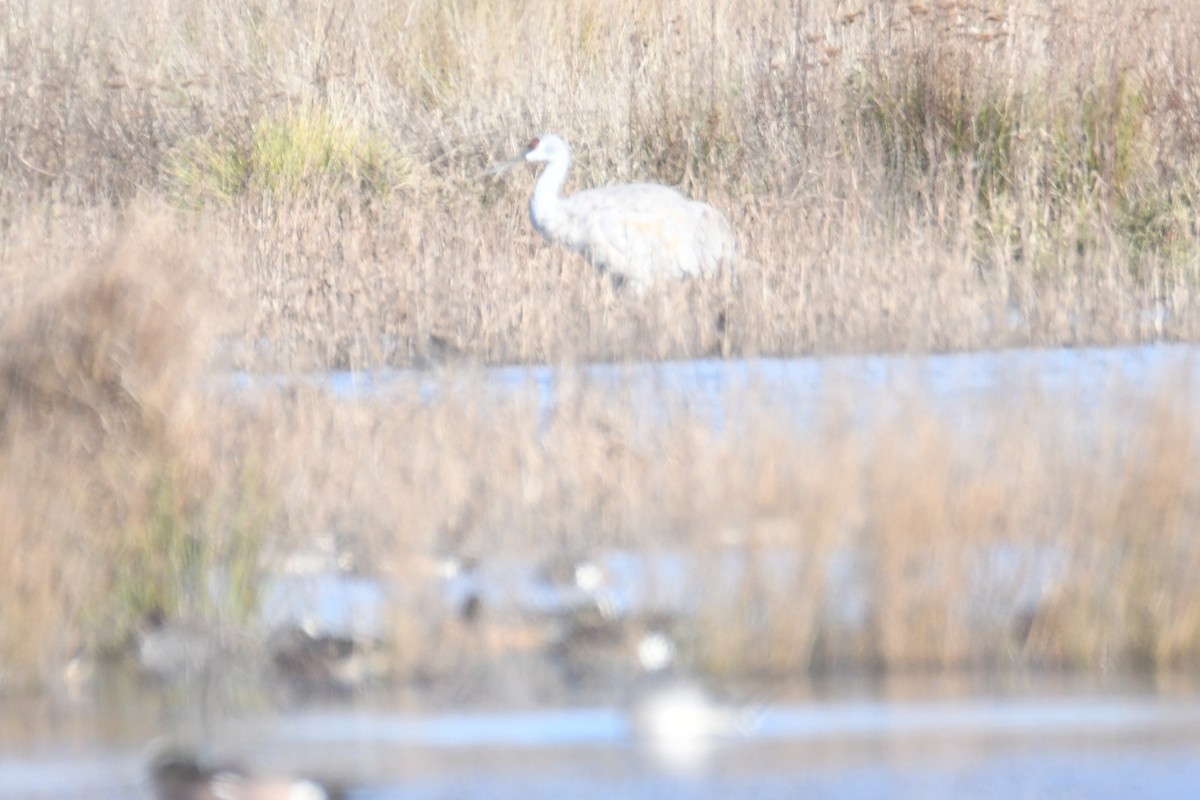 Sandhill Crane - ML649489566