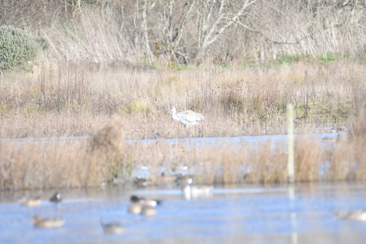 Sandhill Crane - ML649489567