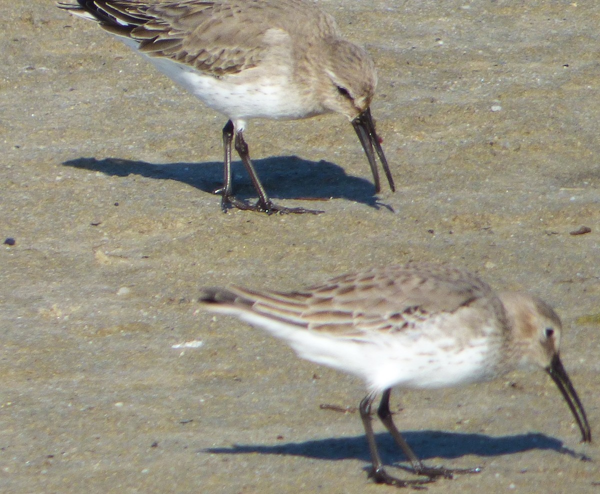 ハマシギ - ML649489767