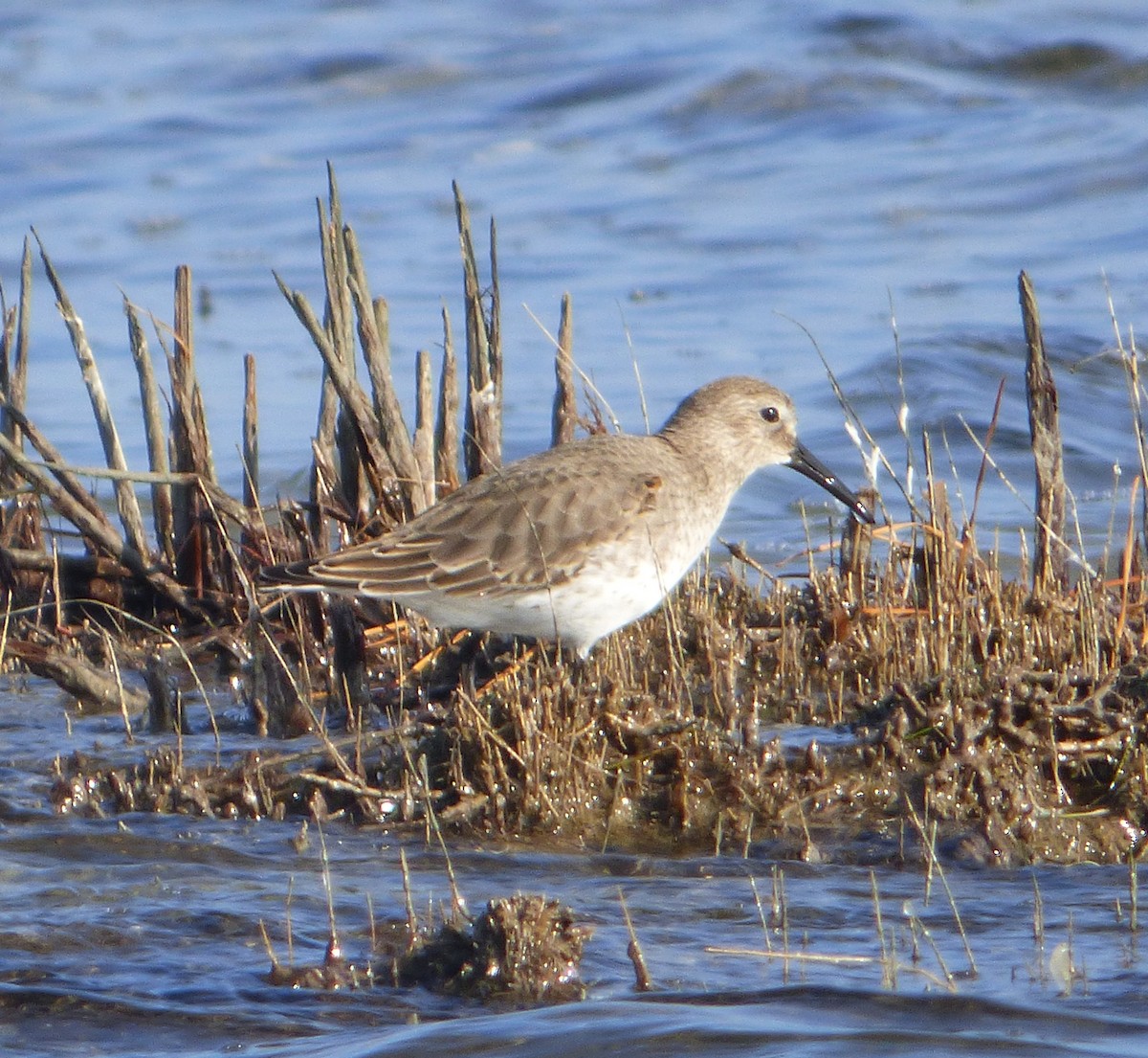 ハマシギ - ML649489768