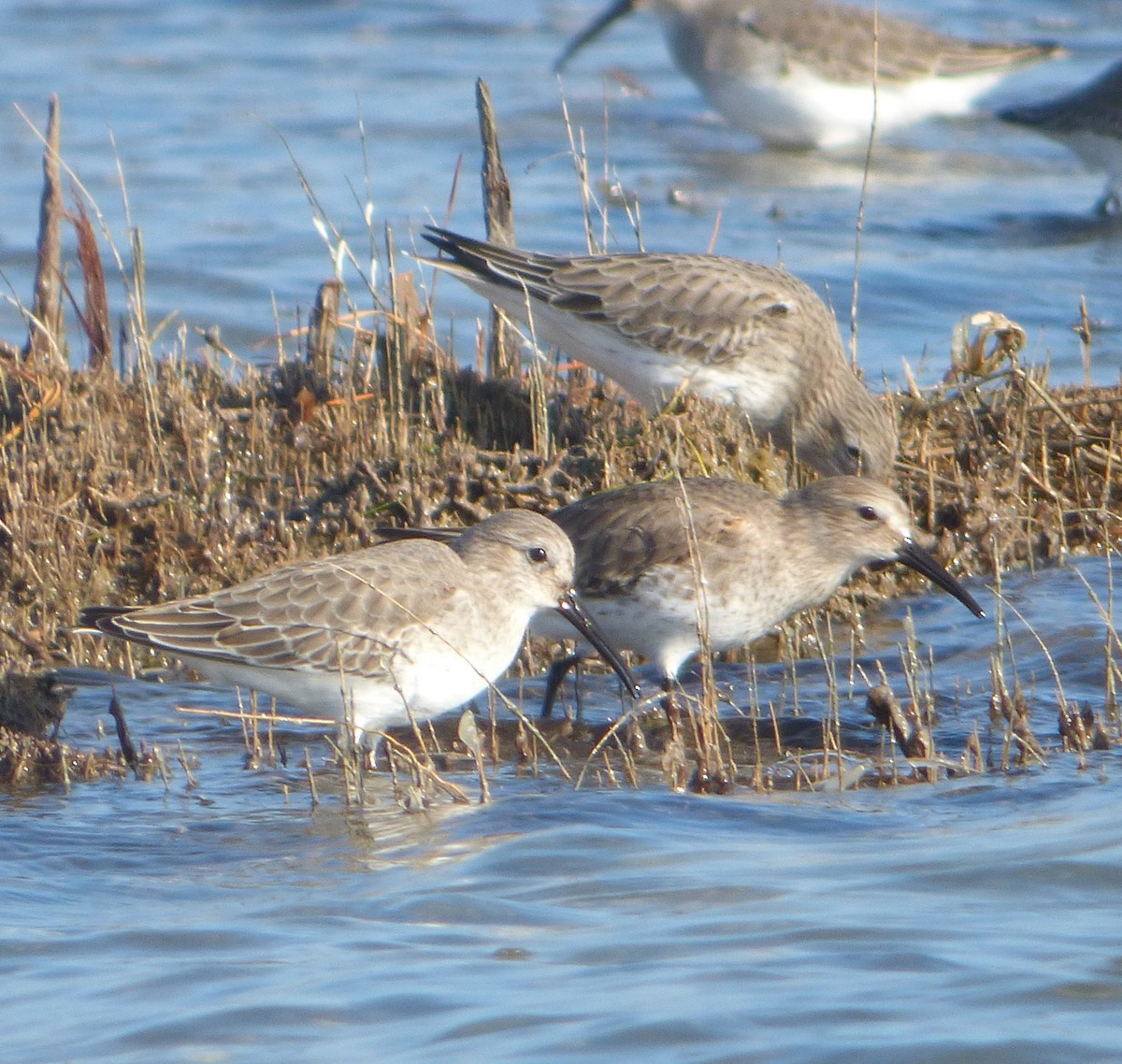 ハマシギ - ML649489770