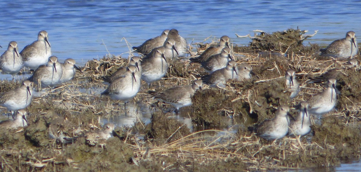 ハマシギ - ML649489771