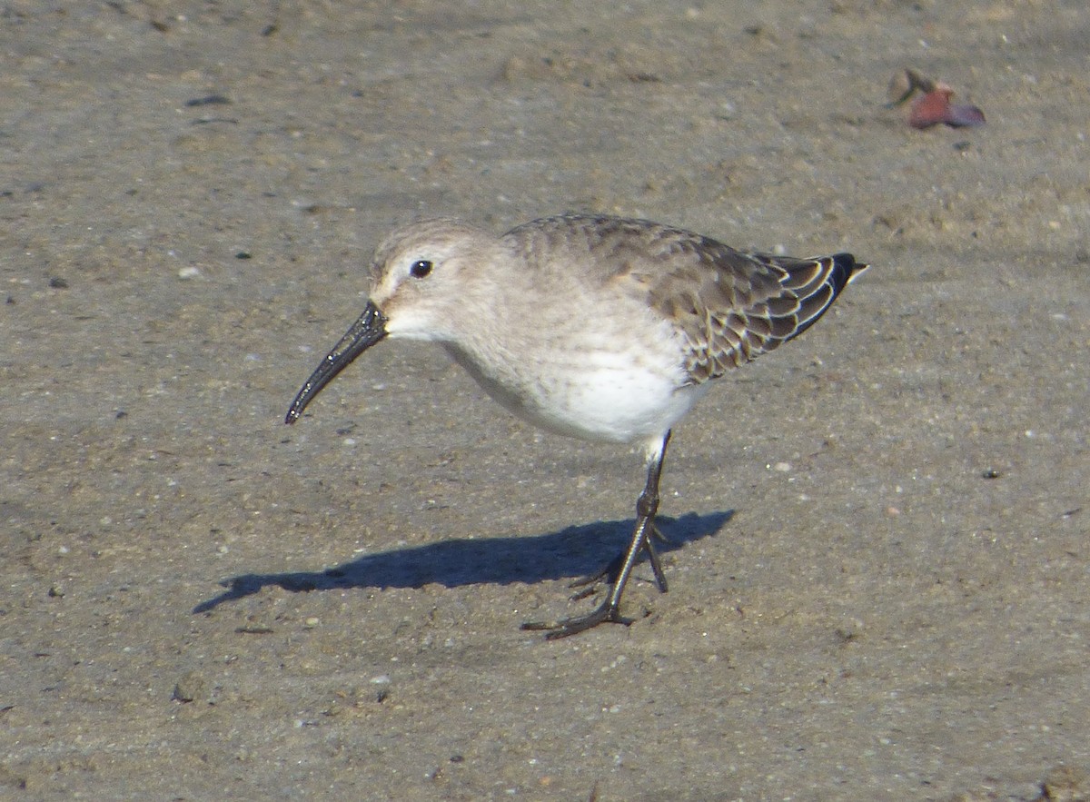 ハマシギ - ML649489772