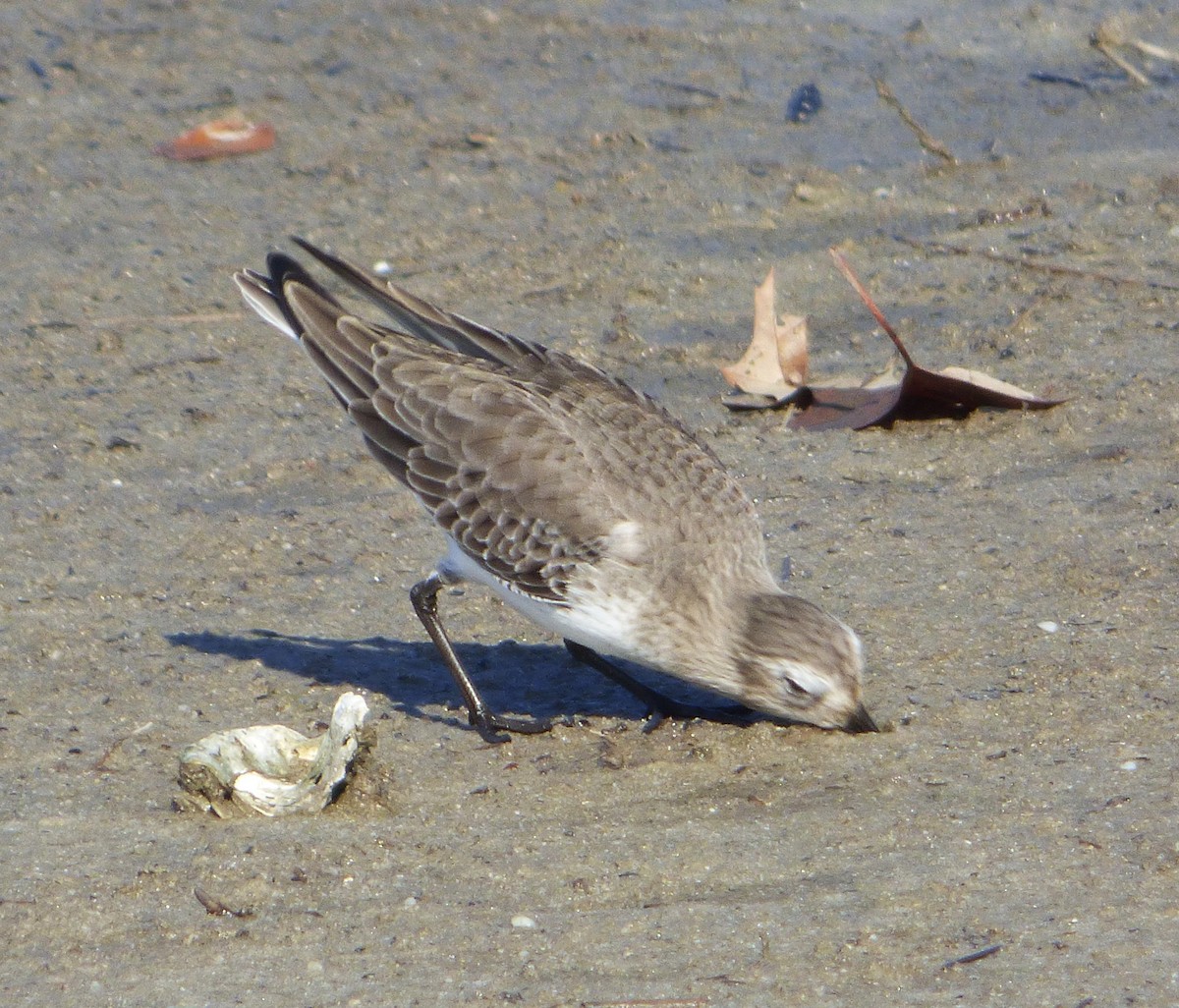 ハマシギ - ML649489774