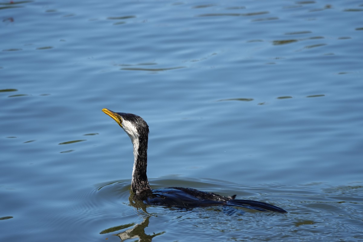 Little Pied Cormorant - ML649489794