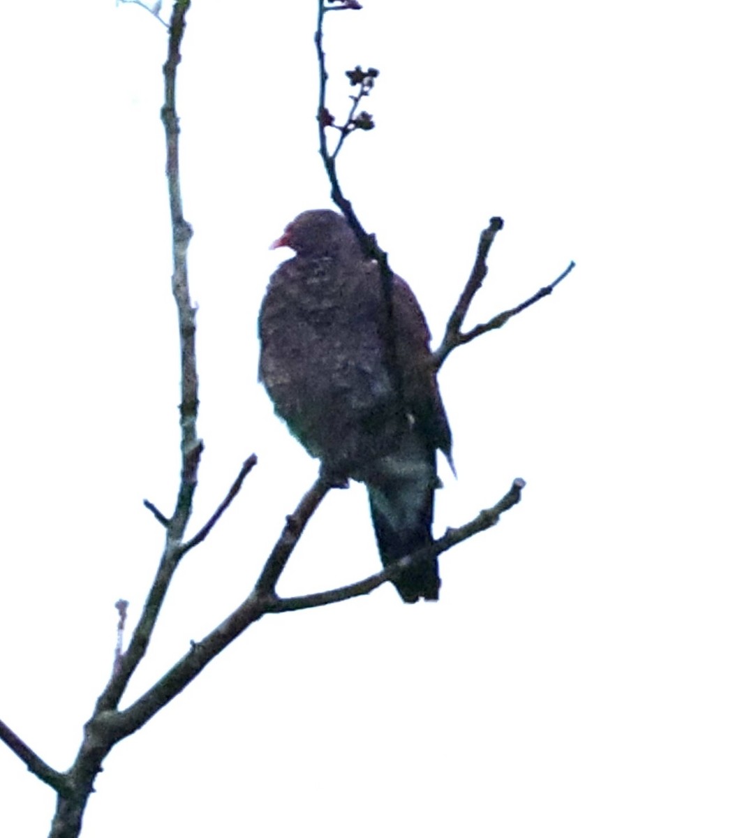 Pullu Güvercin - ML649489795