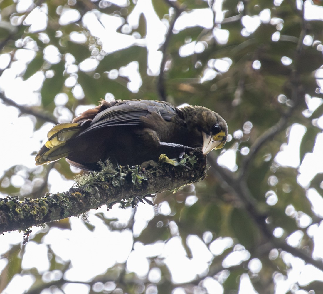 Dusky-green Oropendola - ML649489797