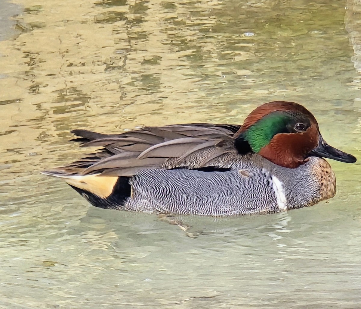 שרשיר - ML649489798