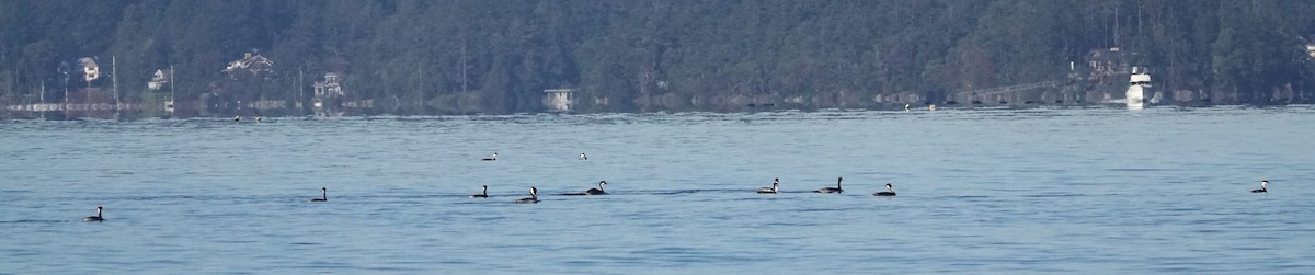 Western Grebe - ML649489799