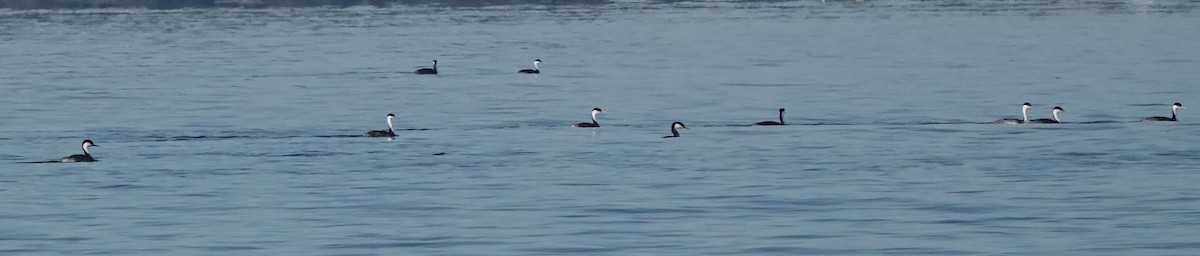 Western Grebe - ML649489800