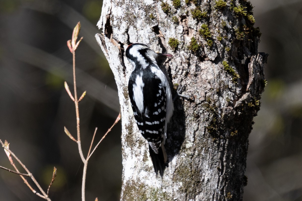 Downy Woodpecker - ML649489801