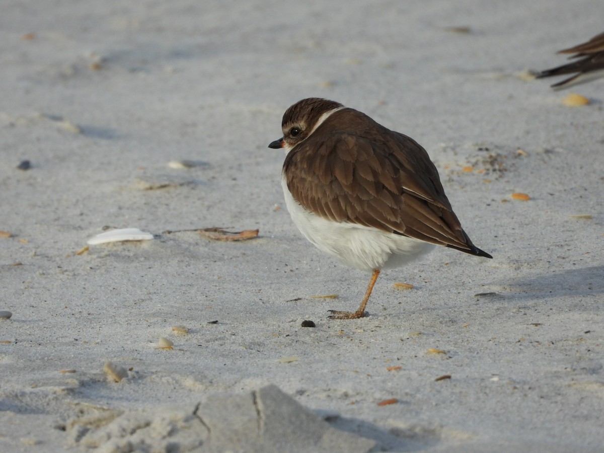חופמי אמריקני - ML649489802