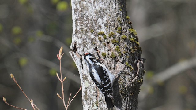 Downy Woodpecker - ML649489803