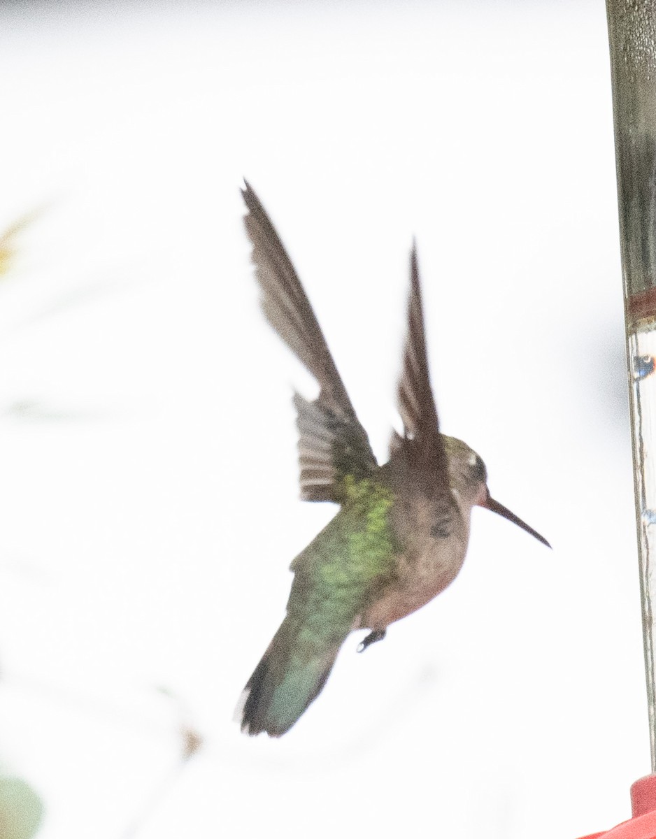 Ruby-throated Hummingbird - ML649489804