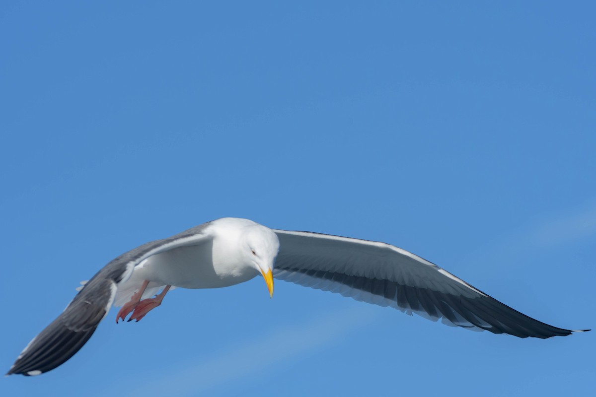 Western Gull - ML649489807