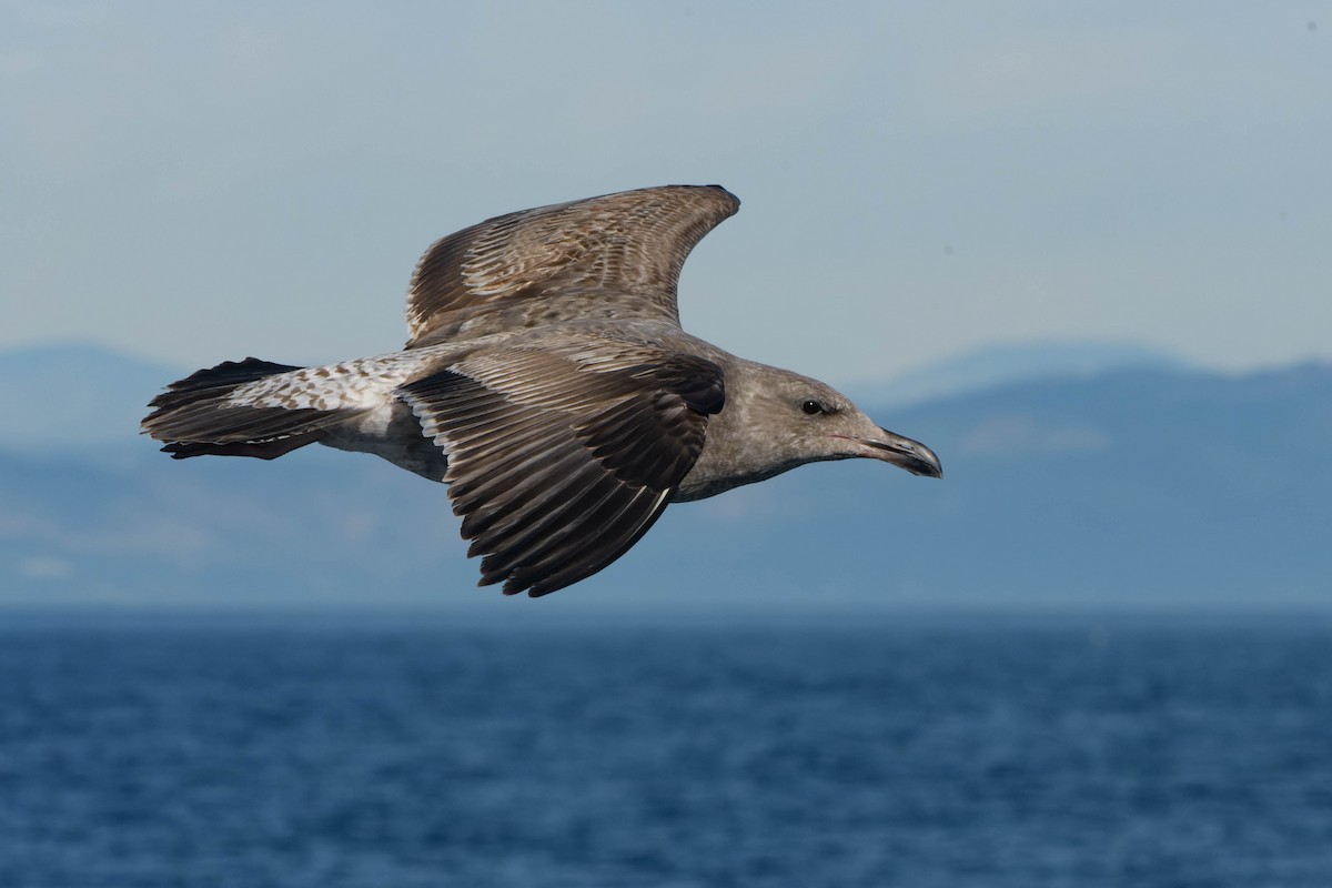 Western Gull - ML649489808