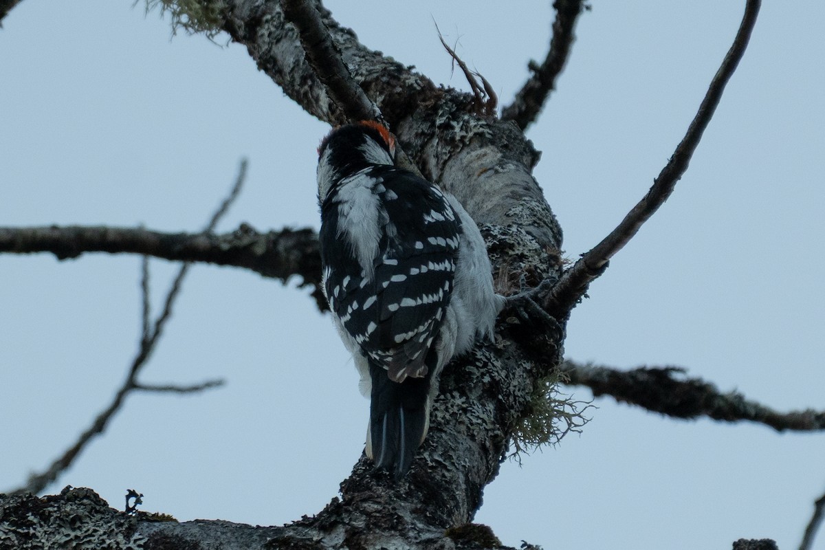 Downy/Hairy Woodpecker - ML649489809