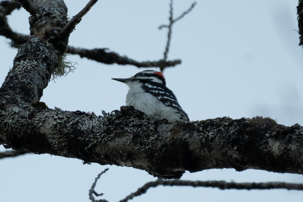 Downy/Hairy Woodpecker - ML649489810
