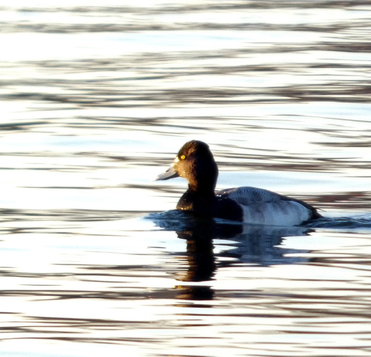 צולל בינוני - ML649489811