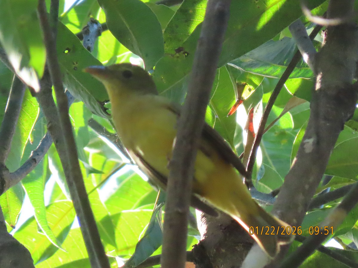 להבית אדומה - ML649489813