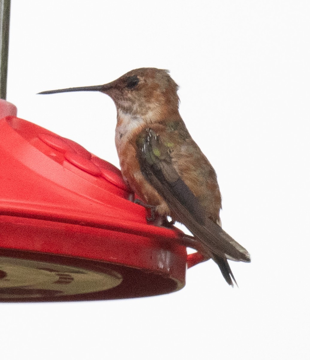 Rufous Hummingbird - ML649489814