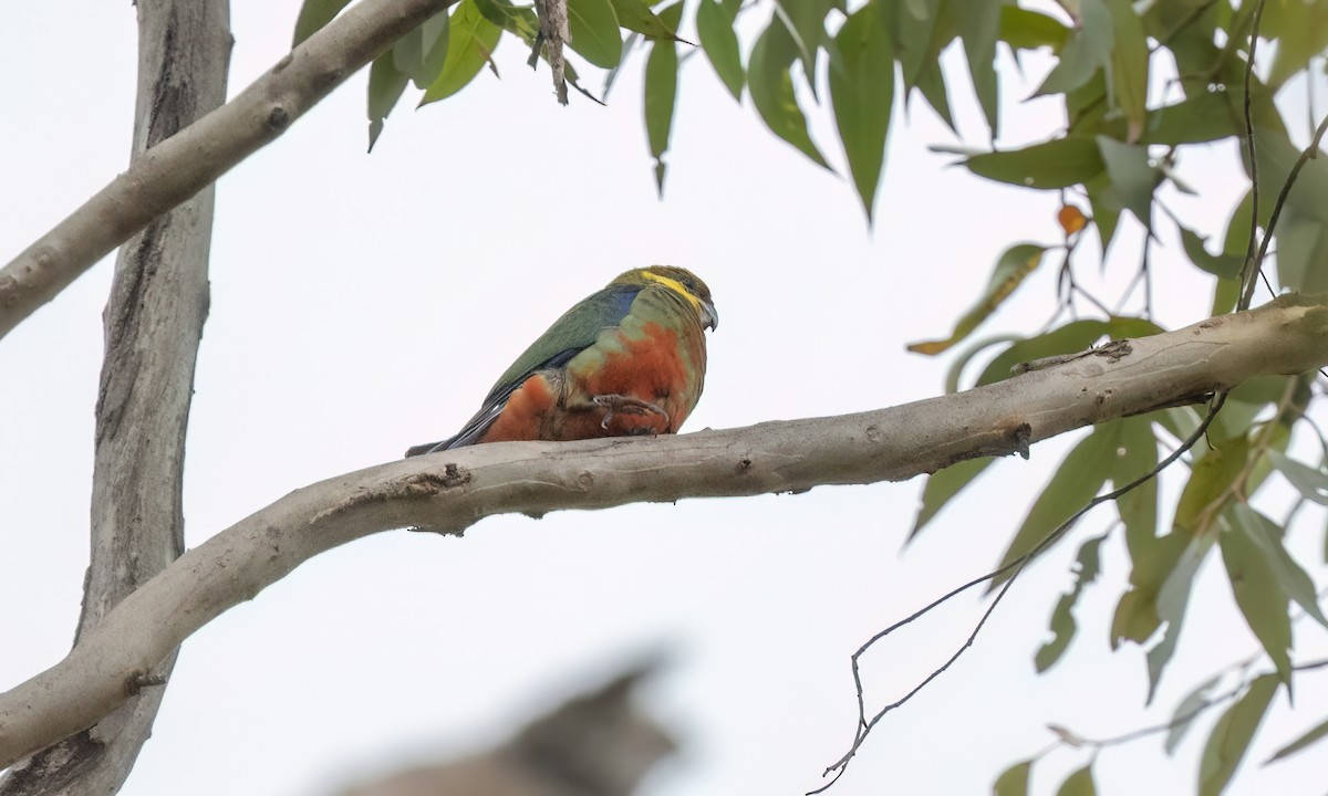 Western Rosella - ML649489815